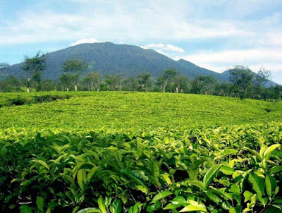 Wonosari Tea Plantation, A Place with Invigorating Air in Malang, beautiful scenery, vacation, family vacation, plantation, tea plantation