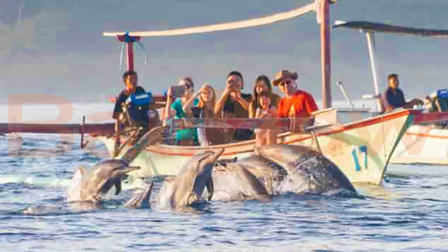 Cost of Seeing Dolphins in Lovina Bali 2022